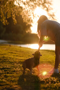 French bulldog biting wooden stick held by owner in green park at sunset. Active pet playing training concept.