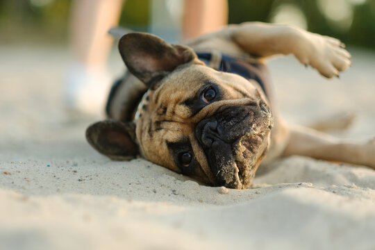 Funny French bulldog lying on back in sand on beach enjoying owner scratch. Playful pet care lifestyle concept.