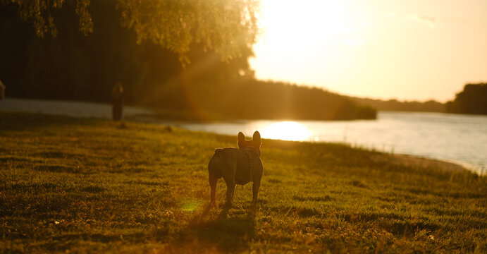 French bulldog running on grass at sunset with owner nearby. Cute pet enjoying nature during golden hour walk.