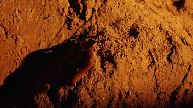Macro view of an annelid worm moving slowly across the arid, sandy ground at night. This invertebrate animal, crucial for soil health, slithers through its subterranean natural habitat