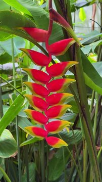 Hanging red yellow heliconia rostrata flower in a tropical garden, vertical video
