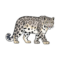 Fototapeta premium Majestic Snow Leopard with Distinctive Rosette Pattern, Illustrated in a Realistic Style