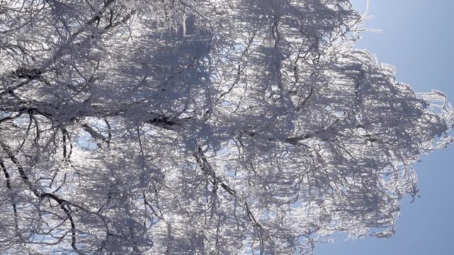 The real image of the Russian winter. Birch trees covered with snow and white frost. A heady frosty sunny day. Vertical picture against the sun