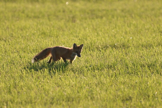 wolf in the grass