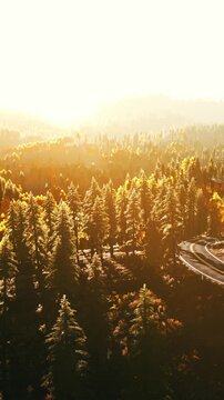 Bright morning light shines over a forest filled with trees. A winding road cuts through the woods as orange and yellow leaves cover the ground. The sun rises in the background.