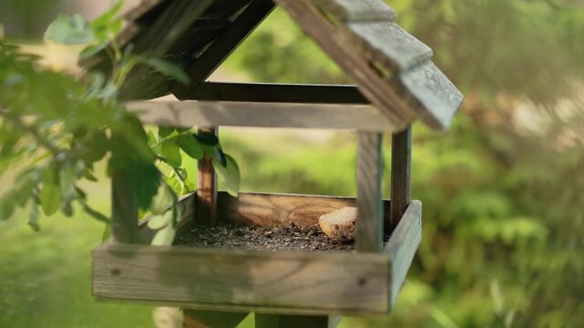 Small blackbird perching on a rustic wooden feeder and eating seeds in a lush green garden setting. The wild bird is quickly taking food before flying away from the birdhouse