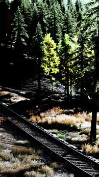 A train track runs through a forest area with tall trees and patches of grass. Sunlight filters through the leaves. The scene shows nature and stillness in a wooded landscape.