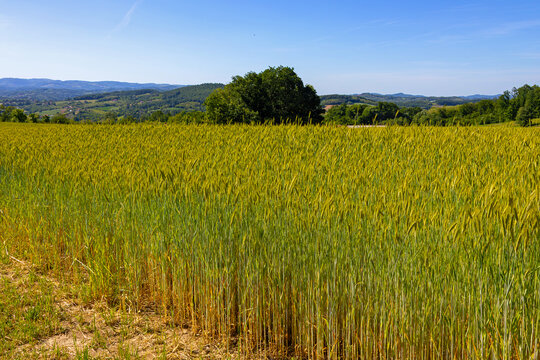 Landscape of wheat grass field in countryside