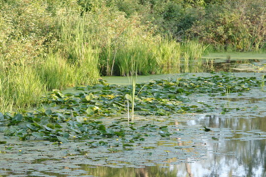 water lilies in the pond