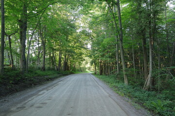 road in the woods © carmelo