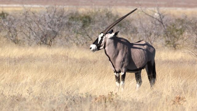 an oryx looks away from the camera near namutoni of etosha national park in namibia, africa