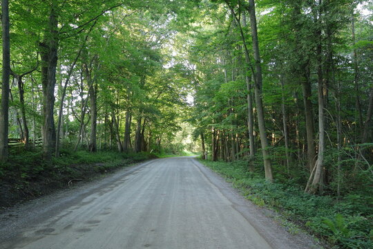 road in the woods