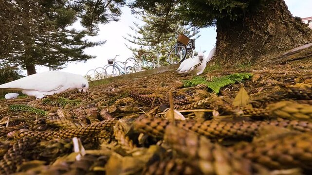 Little corellas foraging beneath a pine tree before fighting over food, filmed from ground level in Sydney, Australia.