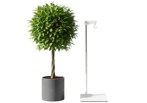Decorative topiary tree in a gray pot isolated on transparent background