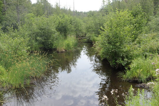 river in the forest