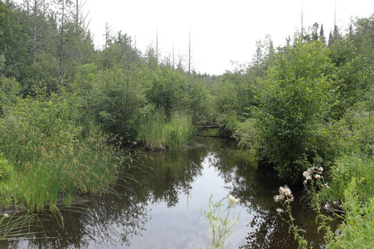 lake in the forest