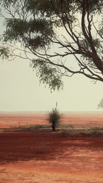 A vast dry area shows a significant tree and a small grass plant. The ground is red and dry, with little vegetation around. The sun shines brightly above during daytime.