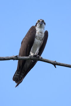 bird of prey