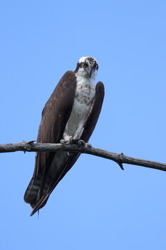 red tailed hawk