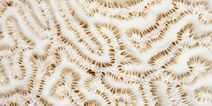 Brain coral texture background, natural white marine pattern