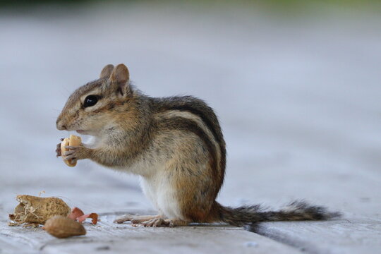 squirrel eating nut