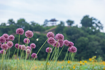 Obraz premium Purple elephant garlic blossoms with a butterfly and hilltop pavilion against a softly blurred summer landscape.