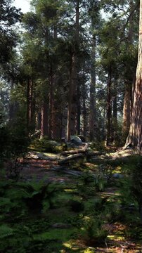 Tall trees fill the scene with sunlight filtering through branches. Ferns and shrubs cover the ground. Some logs lay scattered among the greenery. This is a typical forest setting.