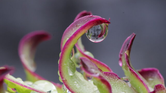 close up of a rain drop on dragon fruit flower