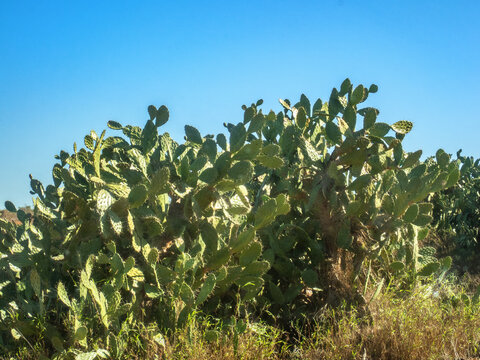 Prickly Pear Cactus along route Ancienne N9 from Toliara to Andavadoaka, Madagascar