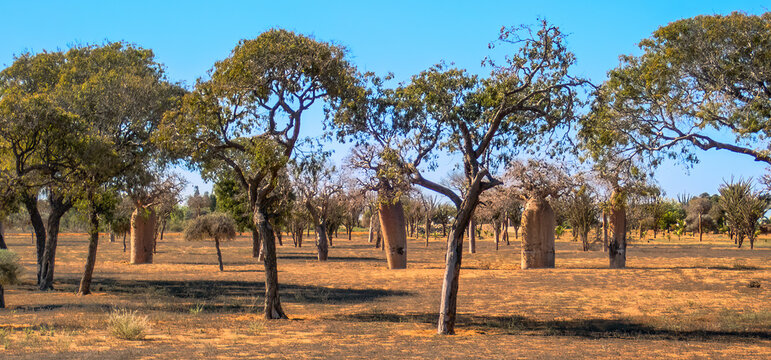 Baobab Scenery along route Ancienne N9 from Toliara to Andavadoaka, Madagascar