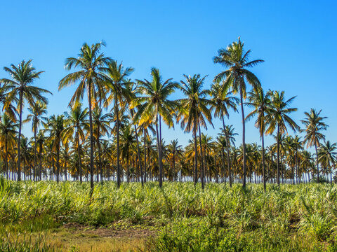 Palm Trees north of Toliara, Tulear, Madagascar