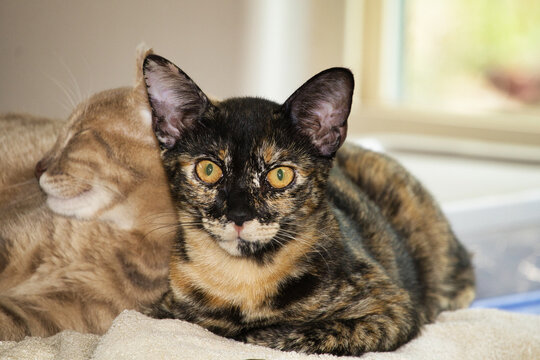 Feral tortoise shell kitten resting with her orange tiger step sister.