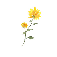Fototapeta premium Watercolor Painting of Yellow Sunflowers