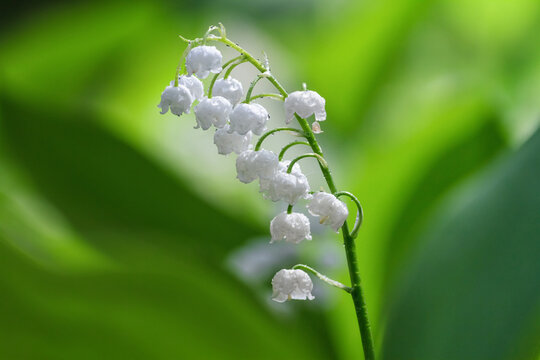 Lily of the valley (Convallaria majalis), blooming in the spring forest, close-up