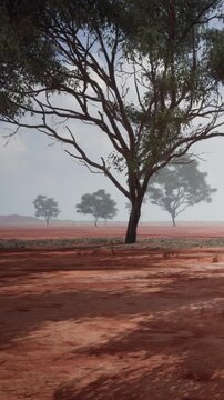 A red earth landscape features a large tree standing alone. Other trees are seen in the distance. The sky shows grey clouds. It is daytime in this rural area.