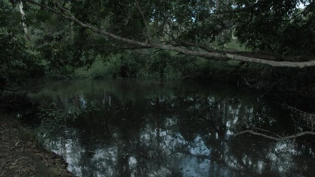 Tranquil creek surrounded by lush forest in Sunshine Coast