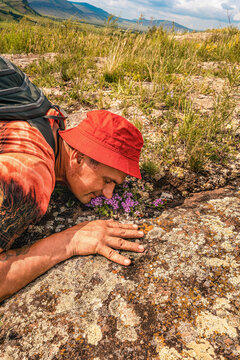 Hiker, middle-aged man wearing red bucket hat and backpack lies on lichen-covered rock, smelling small purple flowers and savoring their fragrance during an outdoor hike
