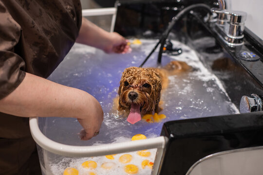 A cute poodle takes a bath in a grooming salon.