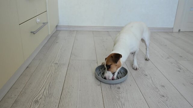 A Jack Russell Terrier eats treats from a licking mat. Slow feeding dish.