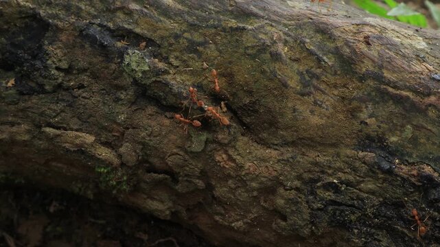 Red ants walk on wood, looking for food hidden under the wood. 4K