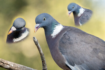 Fotomontaje de la Paloma torcaz (Columba palumbus) © FranciscoJose