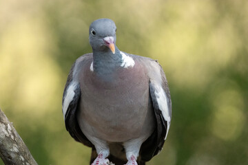 Una joven Paloma torcaz (Columba palumbus) © FranciscoJose
