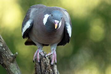 Una curiosa Paloma torcaz (Columba palumbus) mirándome © FranciscoJose