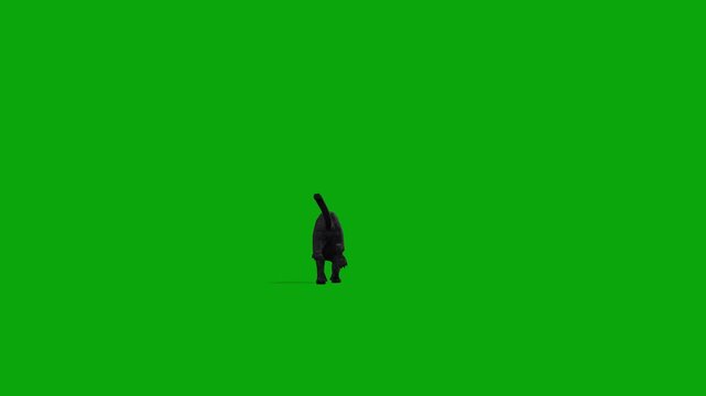  black panther fast-running near to far animation isolated on Green Screen, 3D black leopard running on the chroma key
