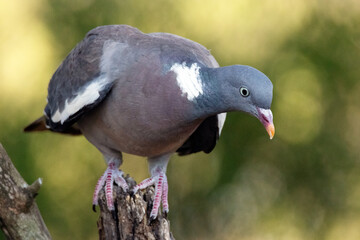 Soportando una tarde de calor. Paloma torcaz (Columba palumbus) © FranciscoJose