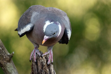Paloma torcaz (Columba palumbus) posada en el tronco seco desconfiando en tirarse a la charca © FranciscoJose