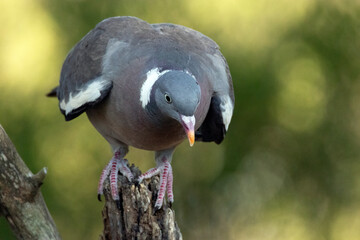 Paloma torcaz (Columba palumbus) queriéndose tirar a beber agua © FranciscoJose