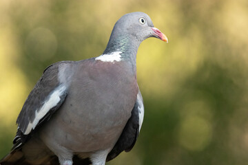 Atenta desde las alturas. Paloma torcaz (Columba palumbus) © FranciscoJose