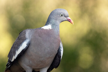 Contenta en la rama en una tarde soleada. Paloma torcaz (Columba palumbus) © FranciscoJose