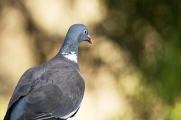 Una hermosa y atenta Paloma torcaz (Columba palumbus) © FranciscoJose